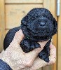  - Chiots Labrador Retriever disponibles