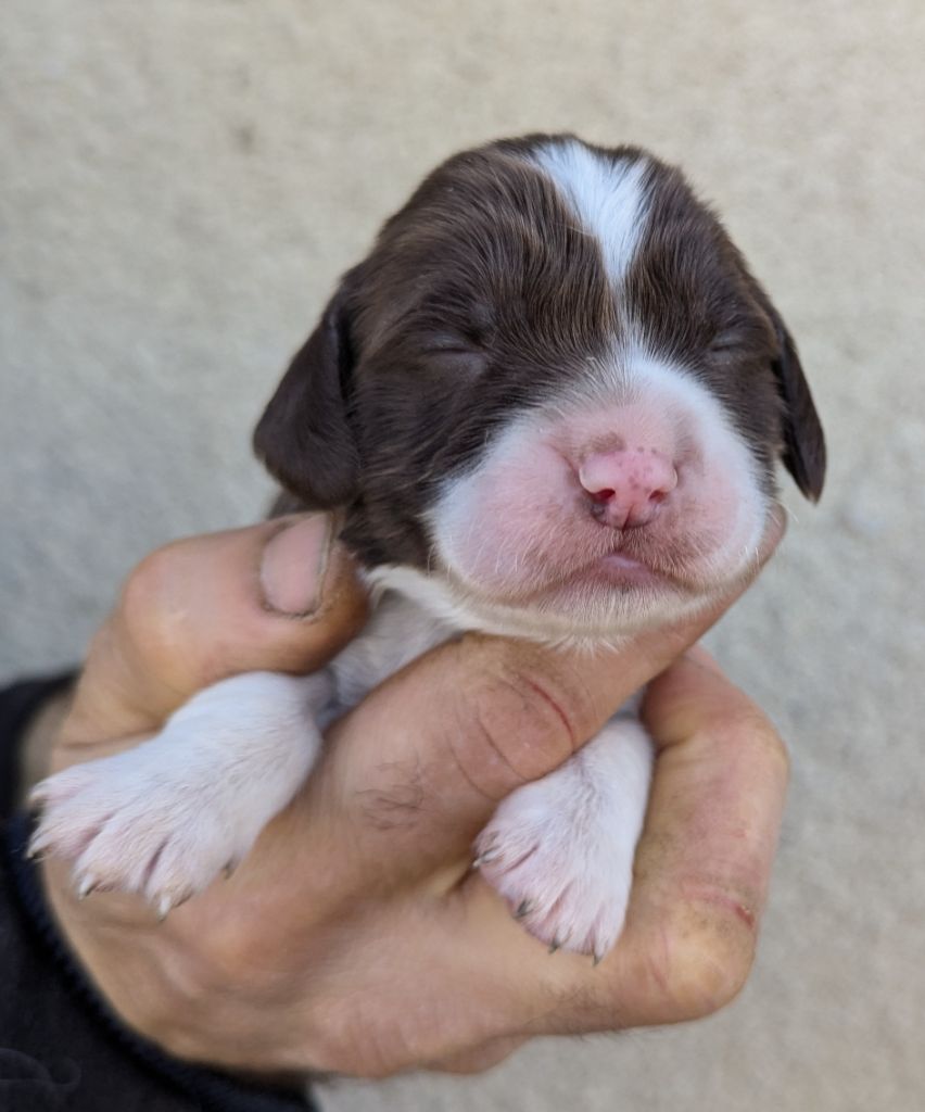 Du Domaine Charlésien - Chiot disponible  - English Springer Spaniel