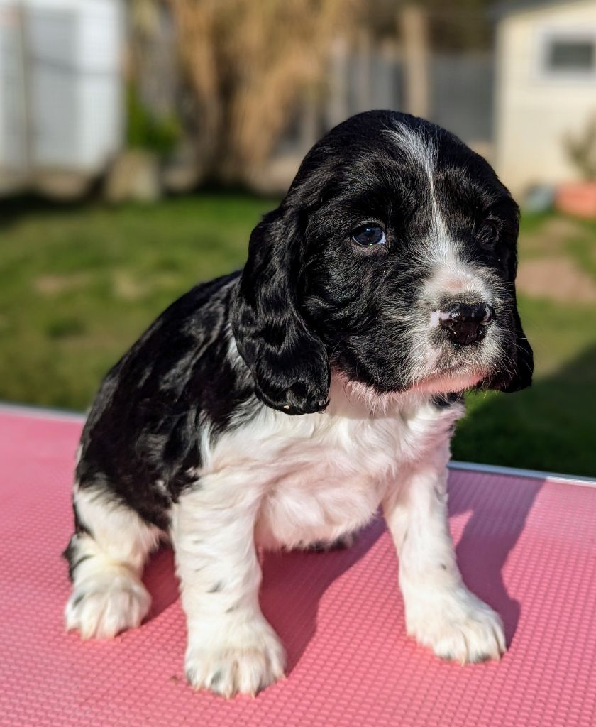 Du Domaine Charlésien - Chiot disponible  - English Springer Spaniel