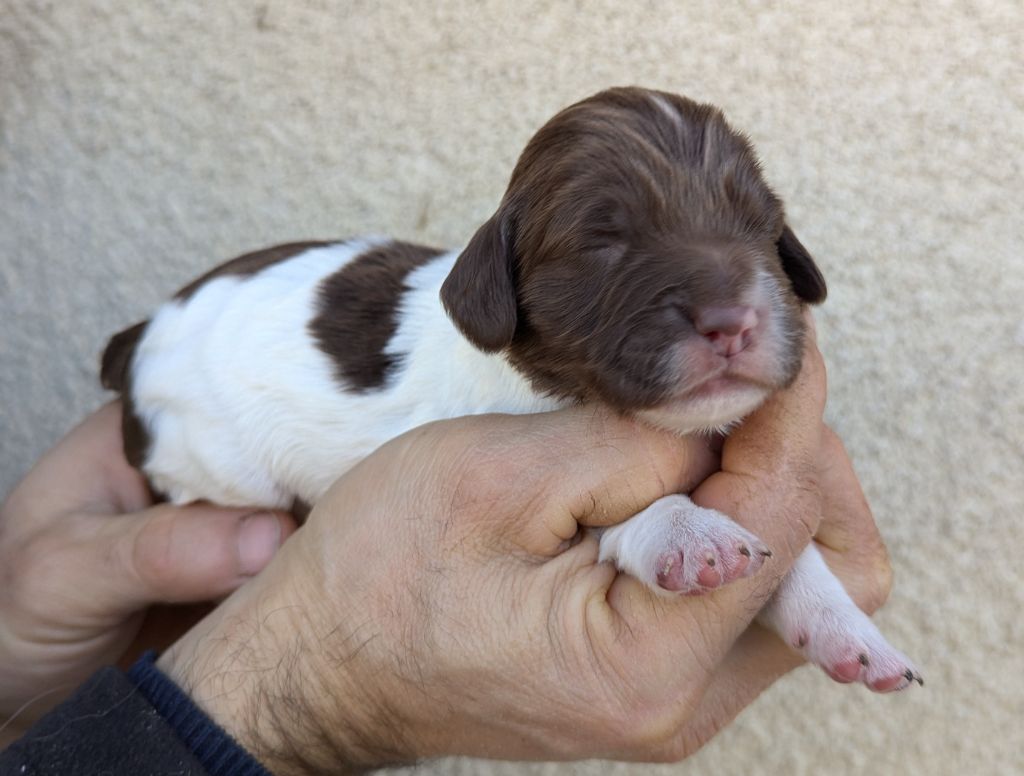 Du Domaine Charlésien - Chiot disponible  - English Springer Spaniel