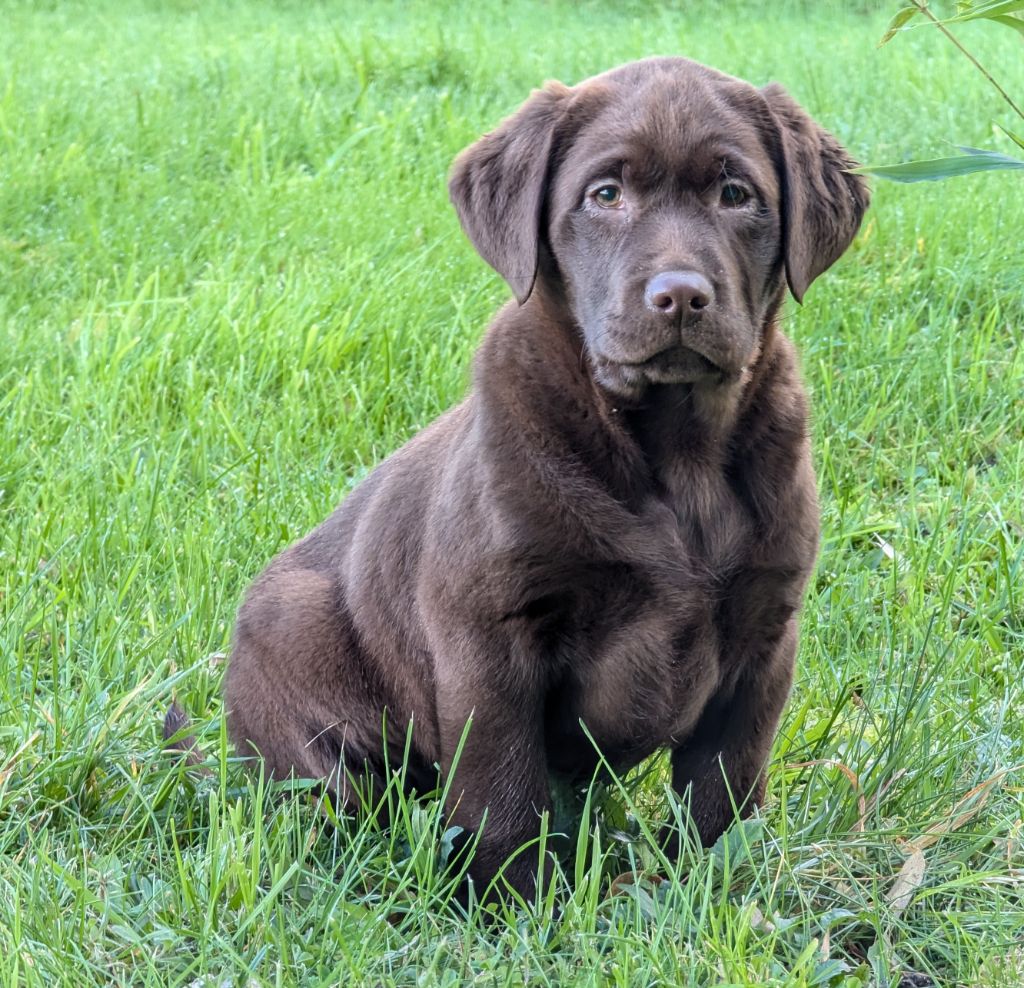 Du Domaine Charlésien - Chiot disponible  - Labrador Retriever