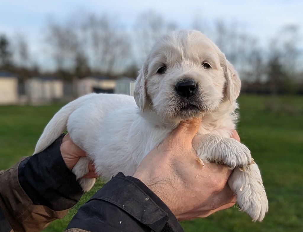 Du Domaine Charlésien - Chiot disponible  - Golden Retriever