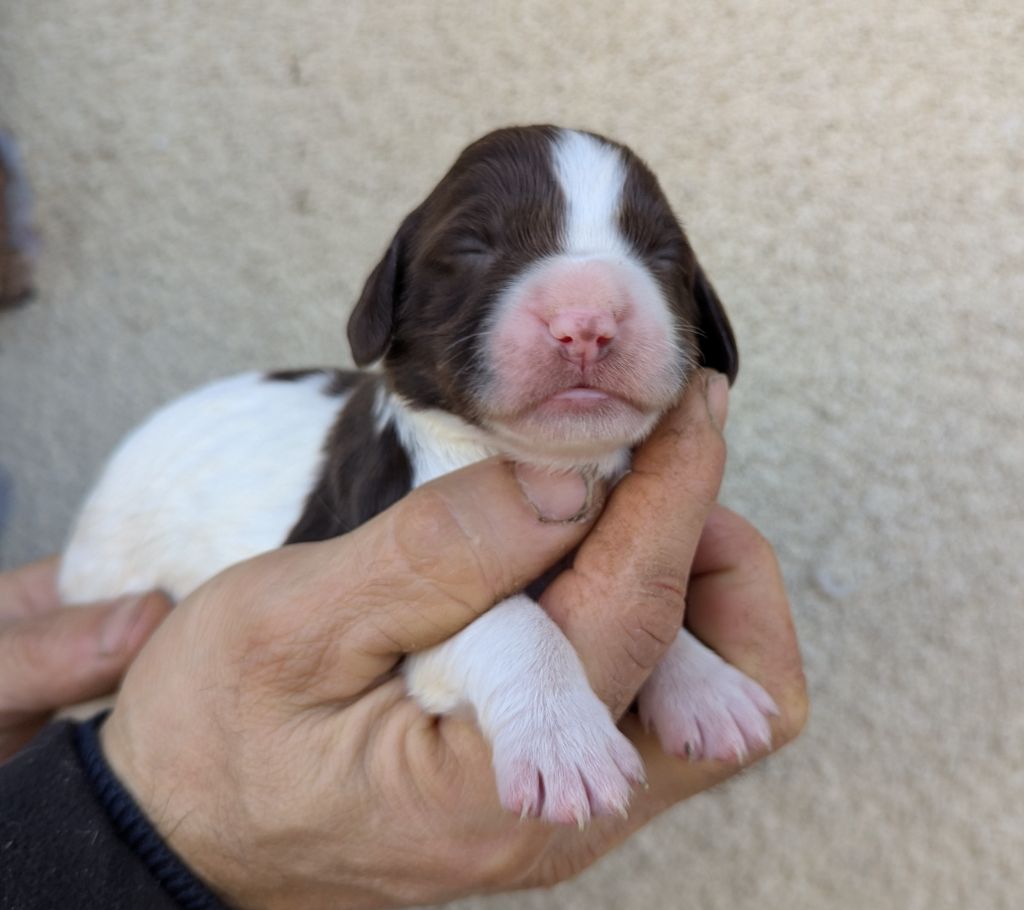 Du Domaine Charlésien - Chiot disponible  - English Springer Spaniel