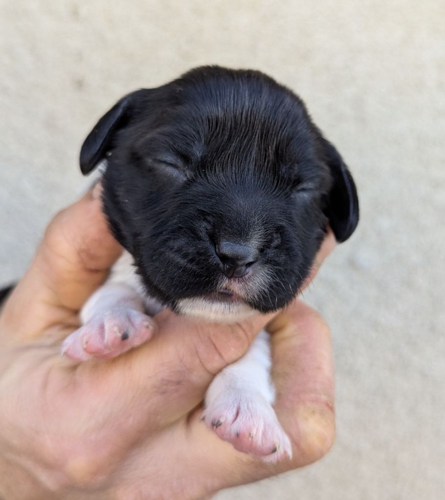 Du Domaine Charlésien - Chiot disponible  - English Springer Spaniel