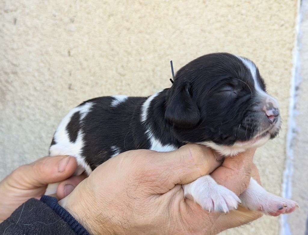 Du Domaine Charlésien - Chiot disponible  - English Springer Spaniel