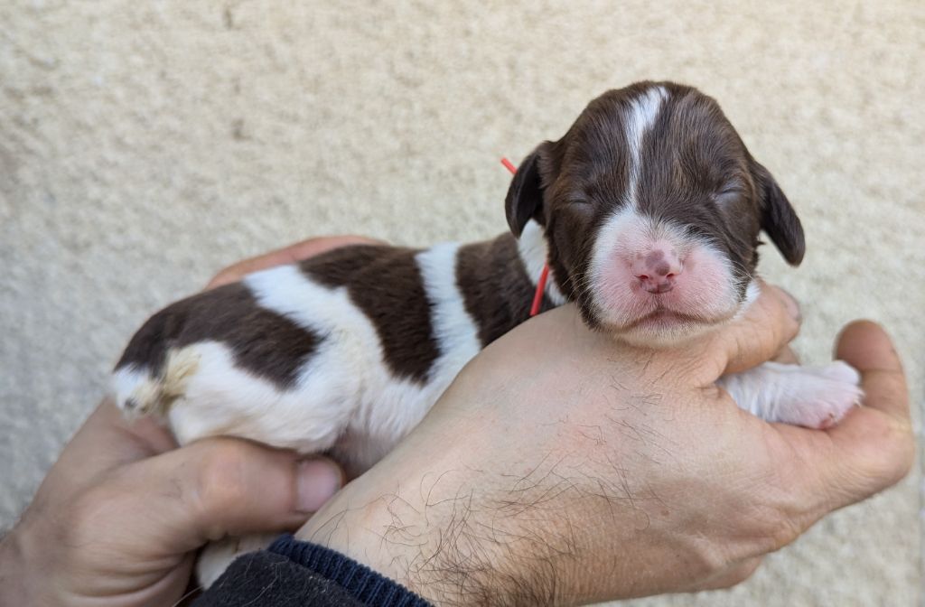 Du Domaine Charlésien - Chiot disponible  - English Springer Spaniel