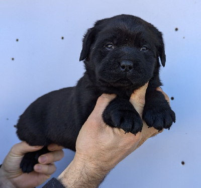 Du Domaine Charlésien - Labrador Retriever - Portée née le 26/10/2024