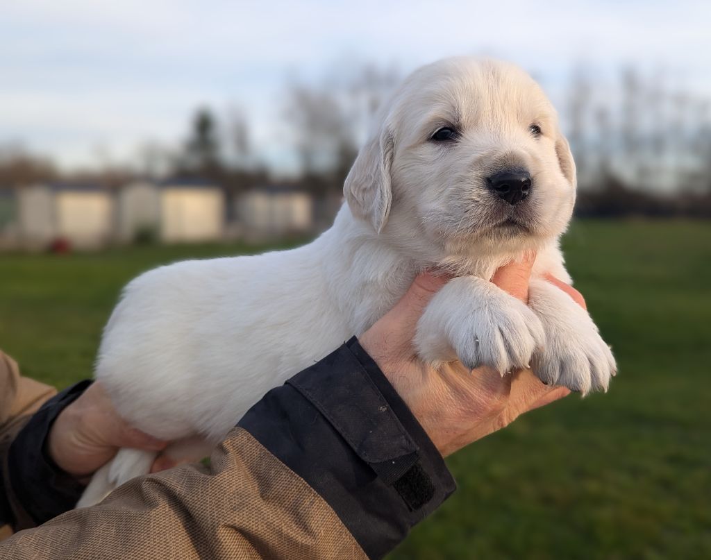 Du Domaine Charlésien - Chiot disponible  - Golden Retriever