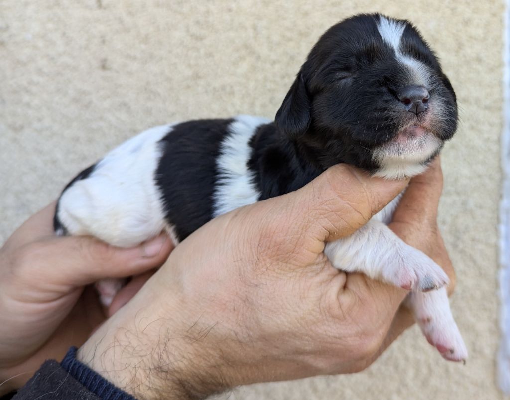 Du Domaine Charlésien - Chiot disponible  - English Springer Spaniel