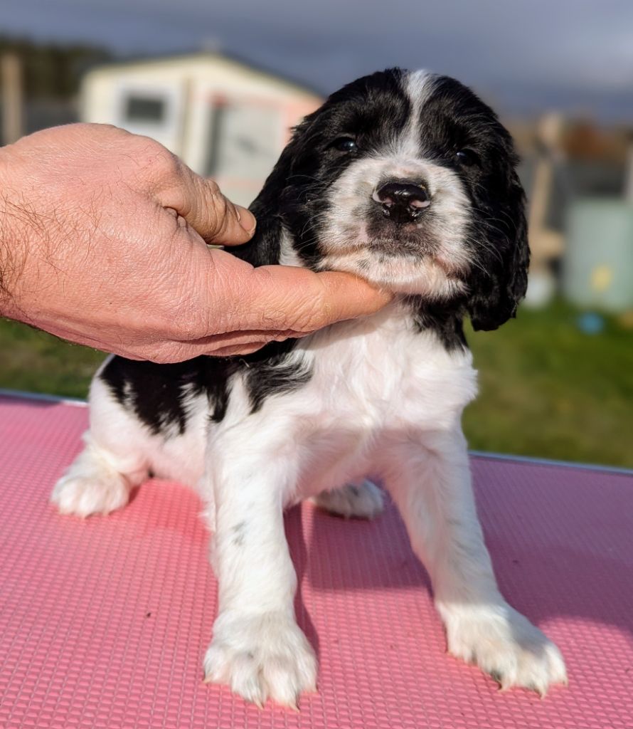 Du Domaine Charlésien - Chiot disponible  - English Springer Spaniel