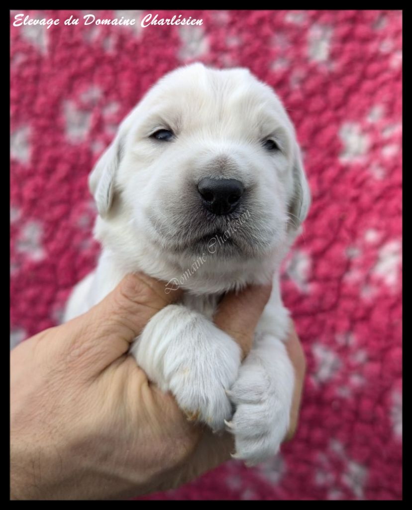 chiot Golden Retriever Du Domaine Charlésien