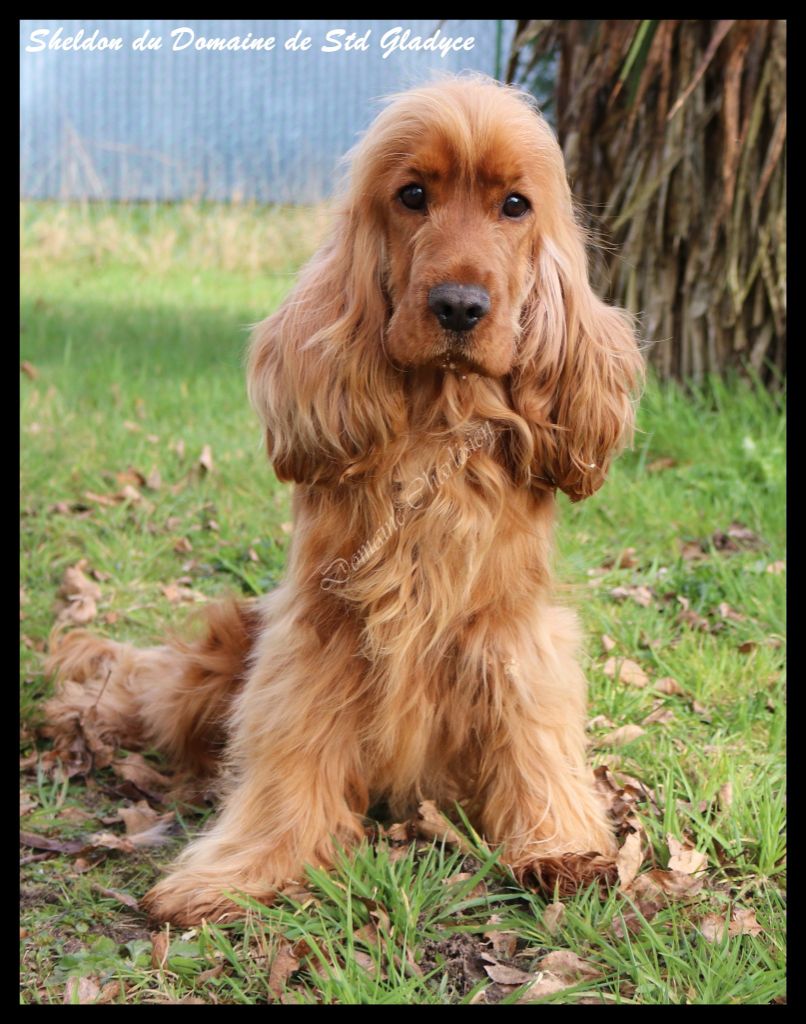 Sheldon du domaine de Std Gladyce