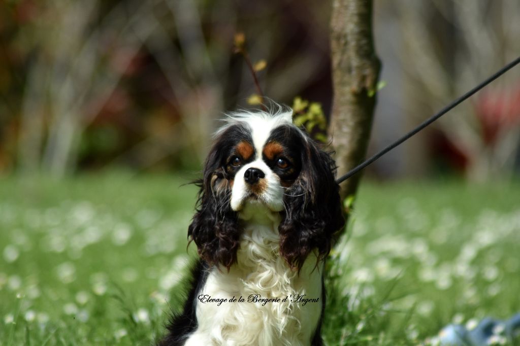 The perfect fairy De La Bergerie D'Argent