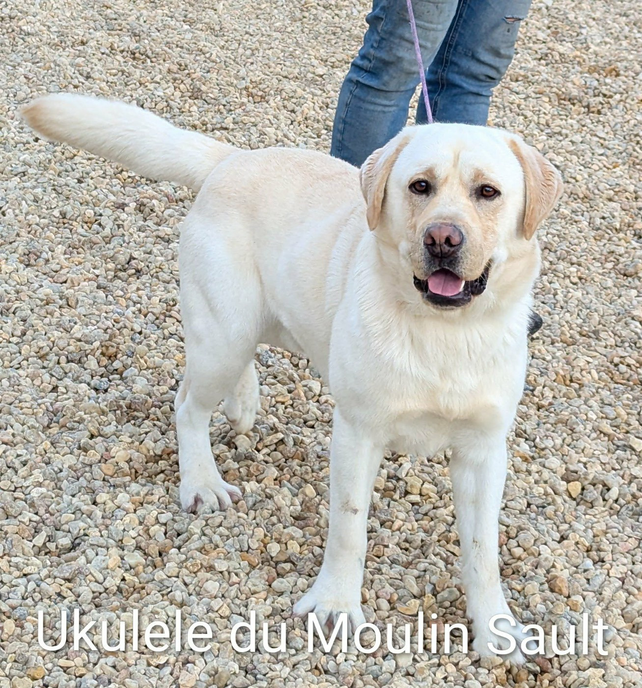 Ukulele Du Moulin Sault