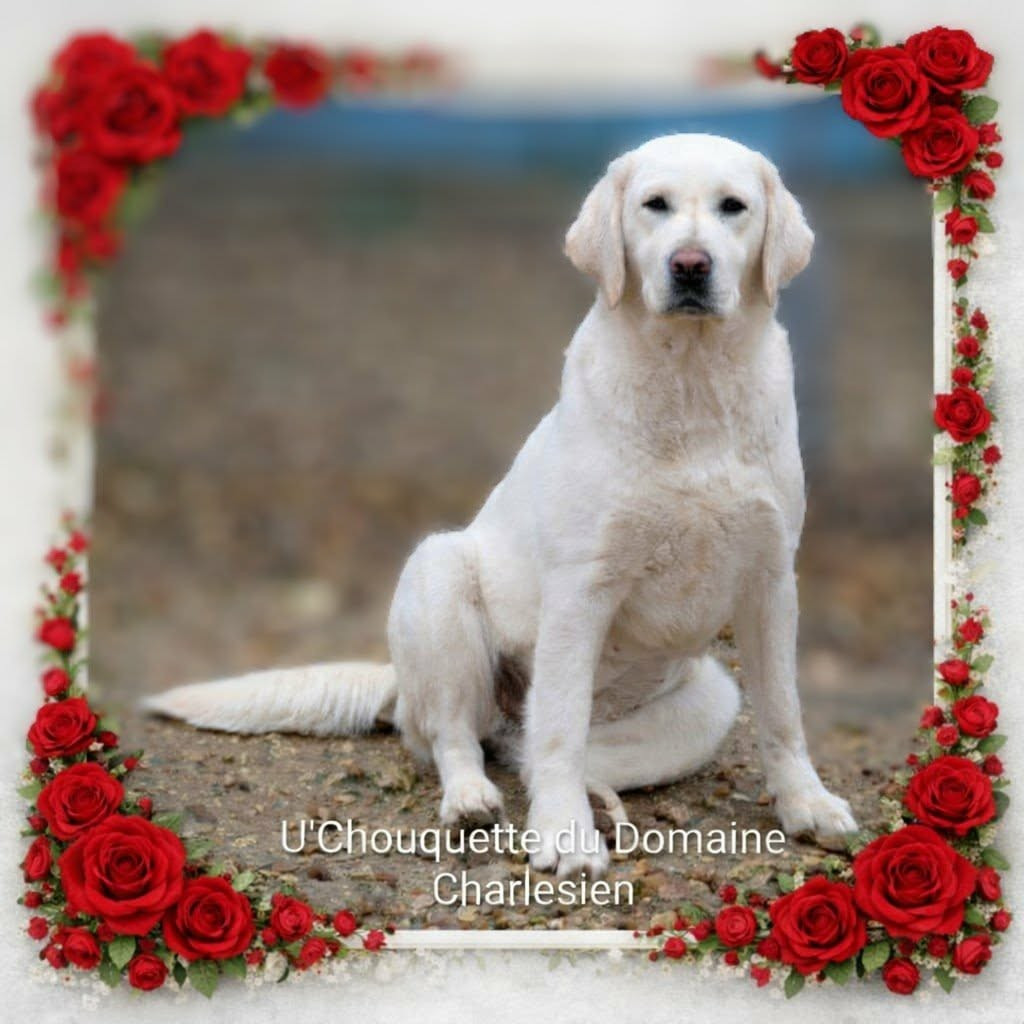 U'chouquette Du Domaine Charlésien