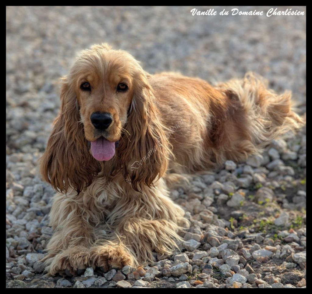 Vanille Du Domaine Charlésien
