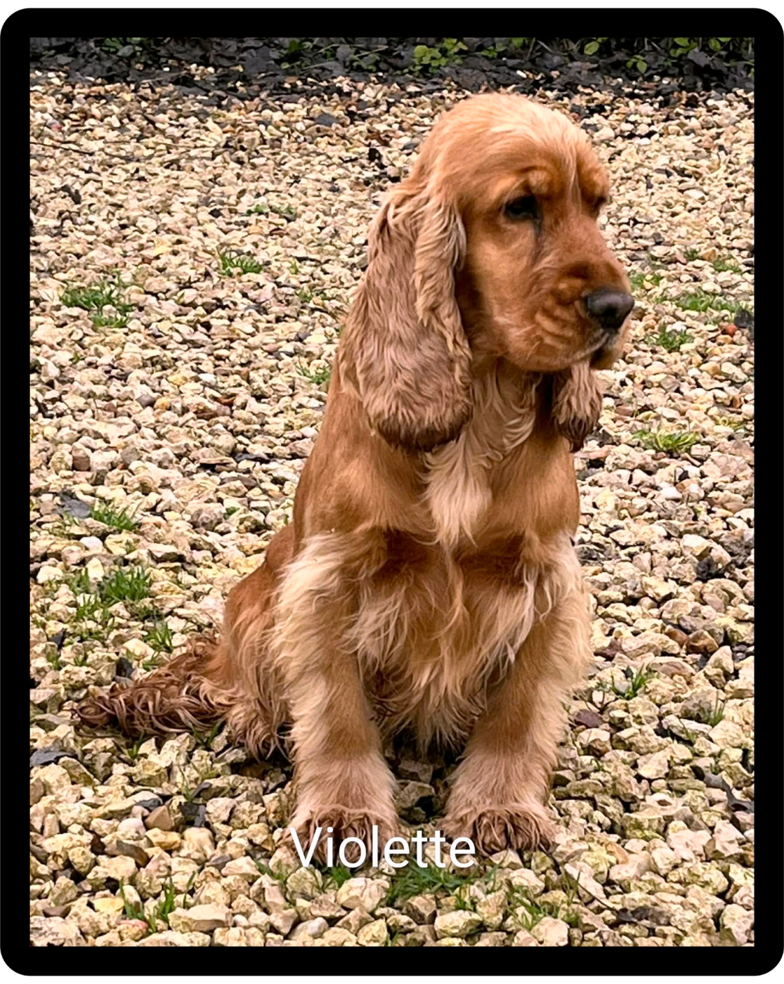 Violette du domaine de Std Gladyce