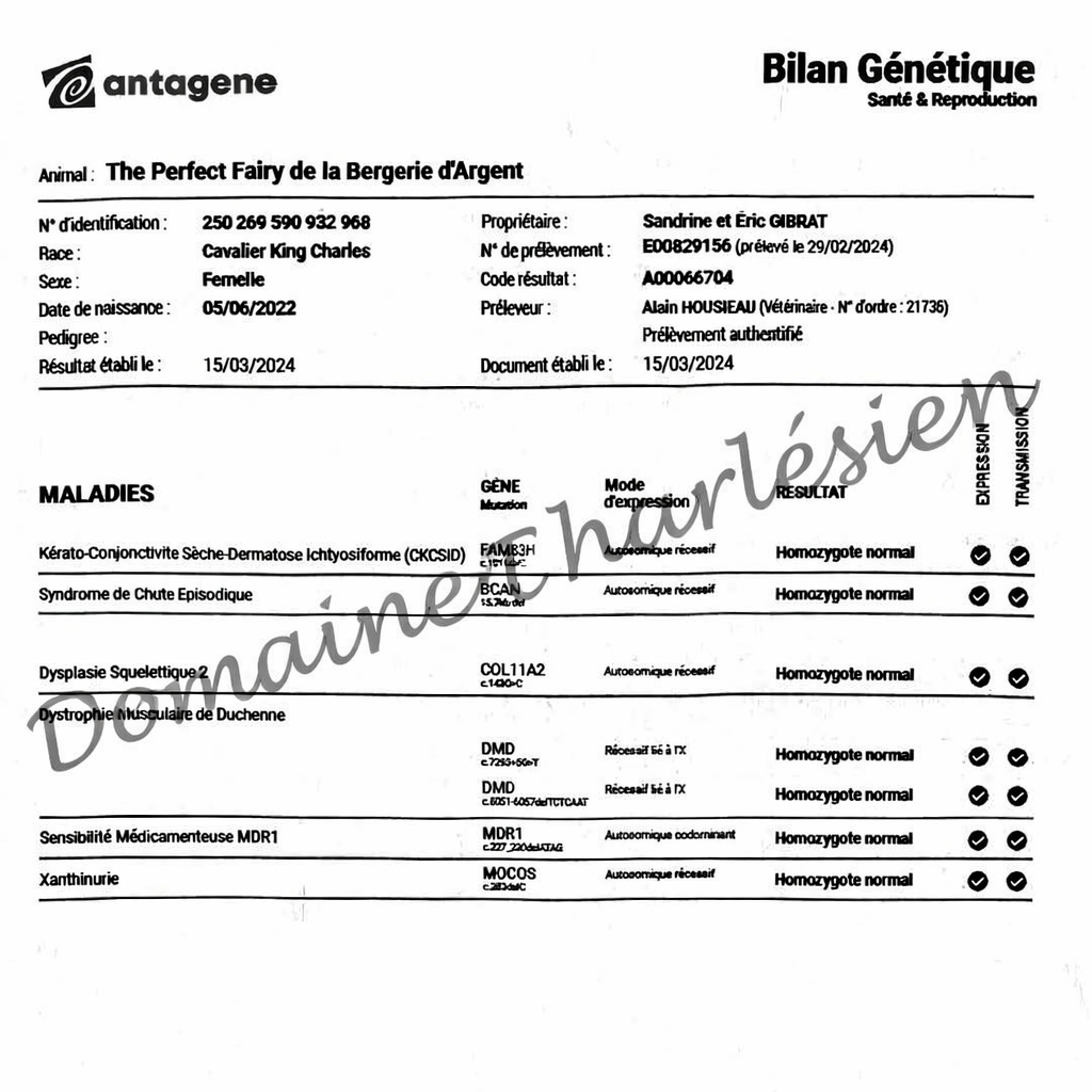 La santé du Cavalier King Charles