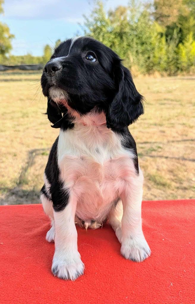 Du Domaine Charlésien - Chiots disponibles - English Springer Spaniel