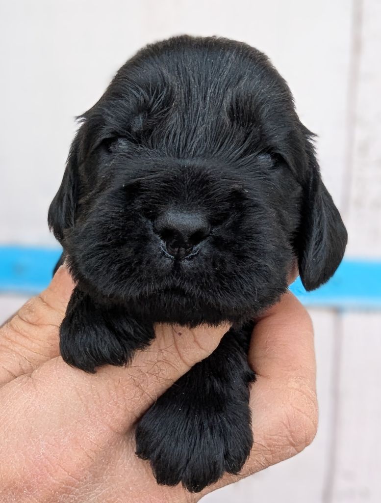 Du Domaine Charlésien - Chiots disponibles - Cocker Spaniel Anglais