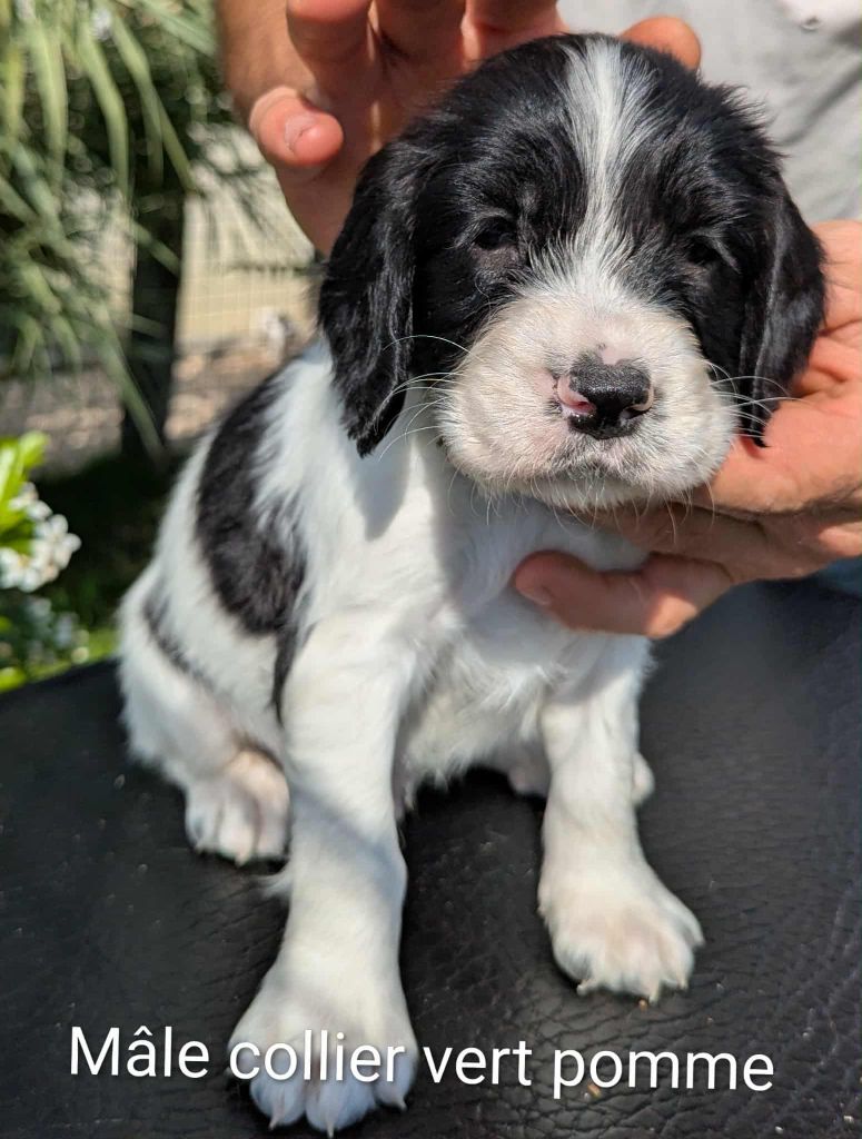 Du Domaine Charlésien - Chiots disponibles - English Springer Spaniel