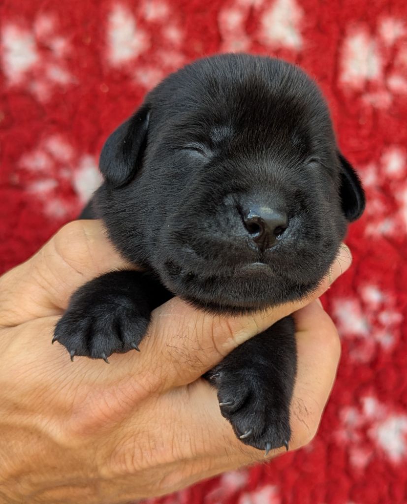 Du Domaine Charlésien - Chiots disponibles - Labrador Retriever