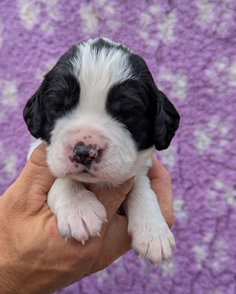 Du Domaine Charlésien - Chiots disponibles - English Springer Spaniel