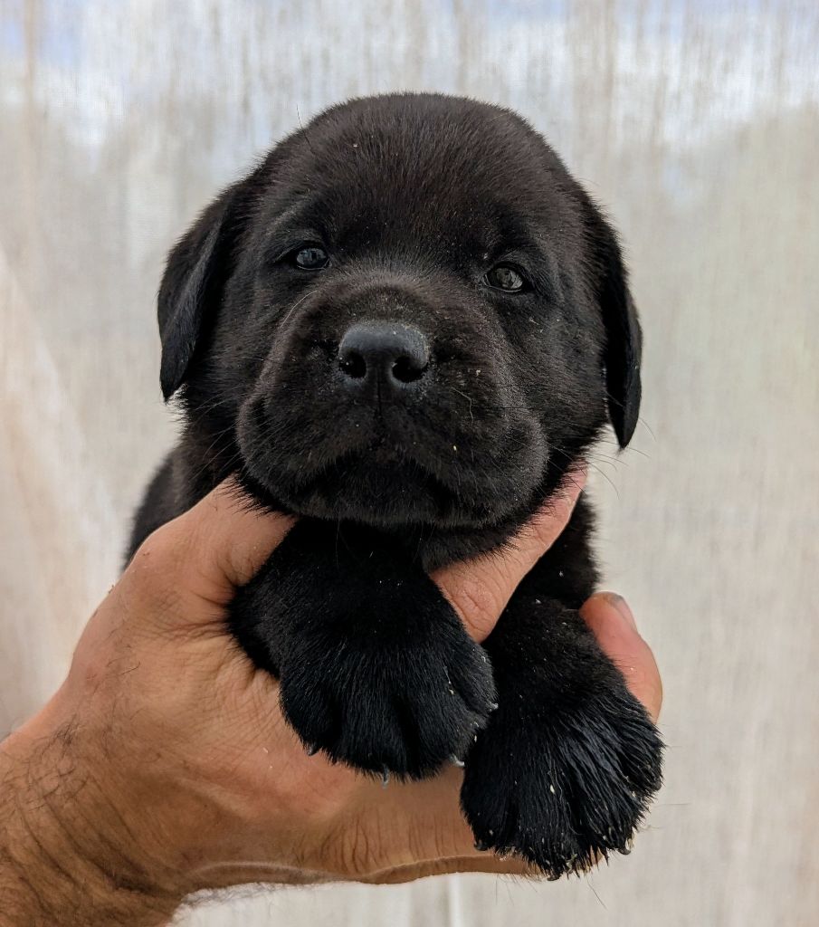 Du Domaine Charlésien - Chiots disponibles - Labrador Retriever