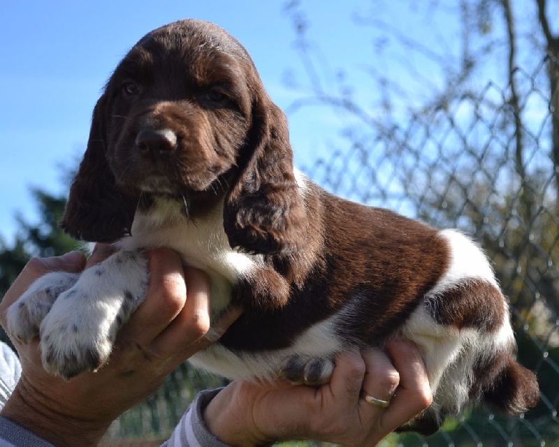 Chiot English Springer Spaniel Du Domaine Charlésien