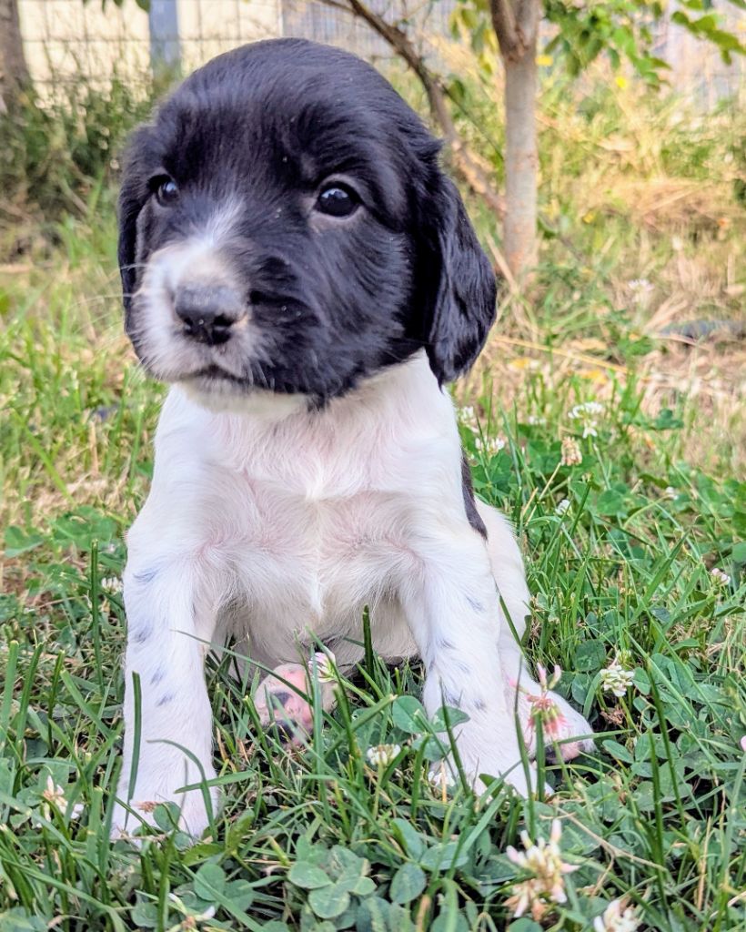 Du Domaine Charlésien - Chiots disponibles - English Springer Spaniel