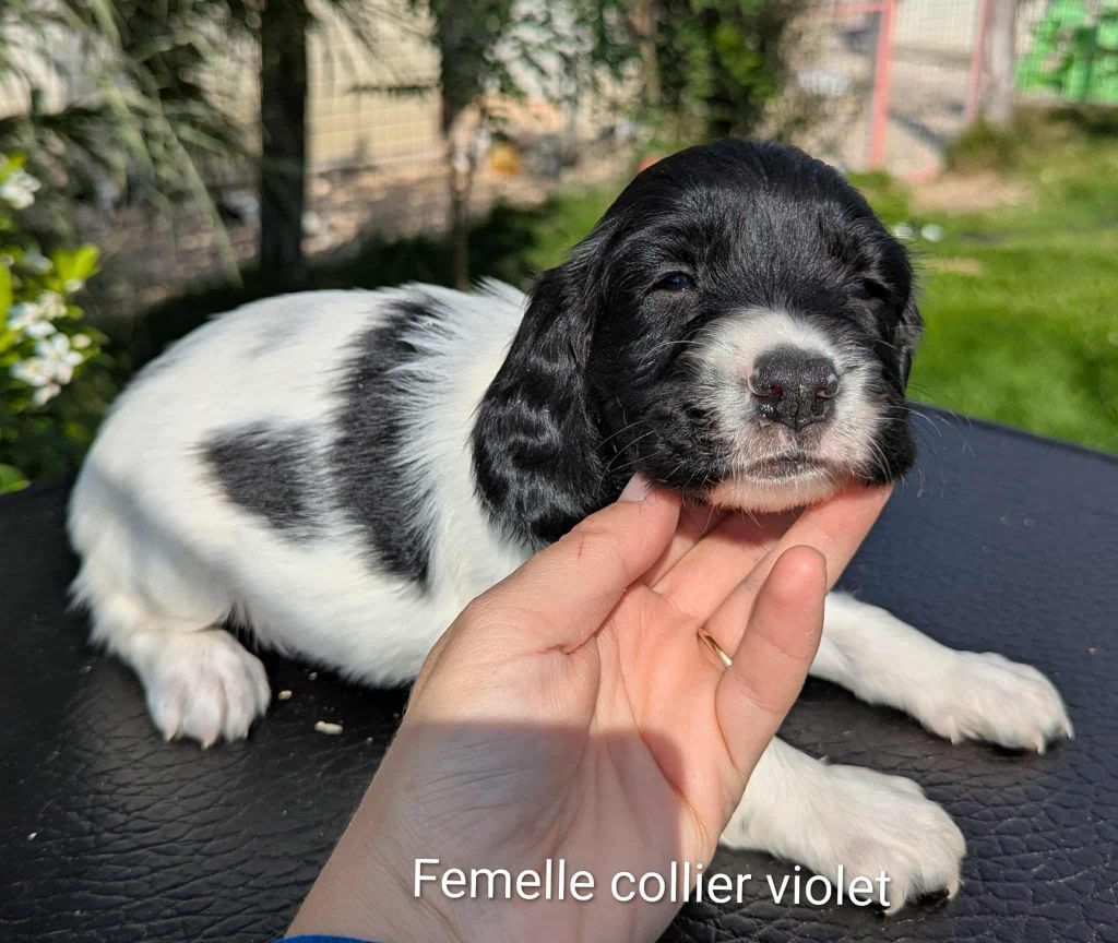 Du Domaine Charlésien - Chiots disponibles - English Springer Spaniel