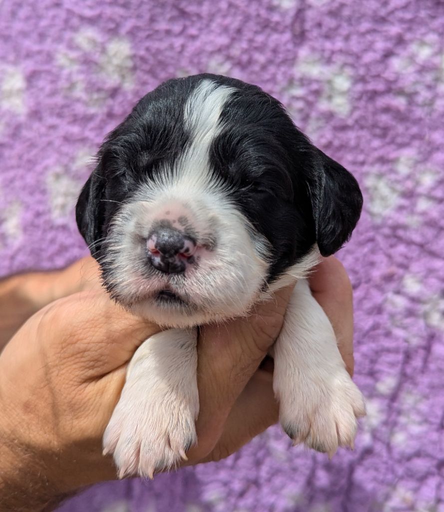 Du Domaine Charlésien - Chiots disponibles - English Springer Spaniel