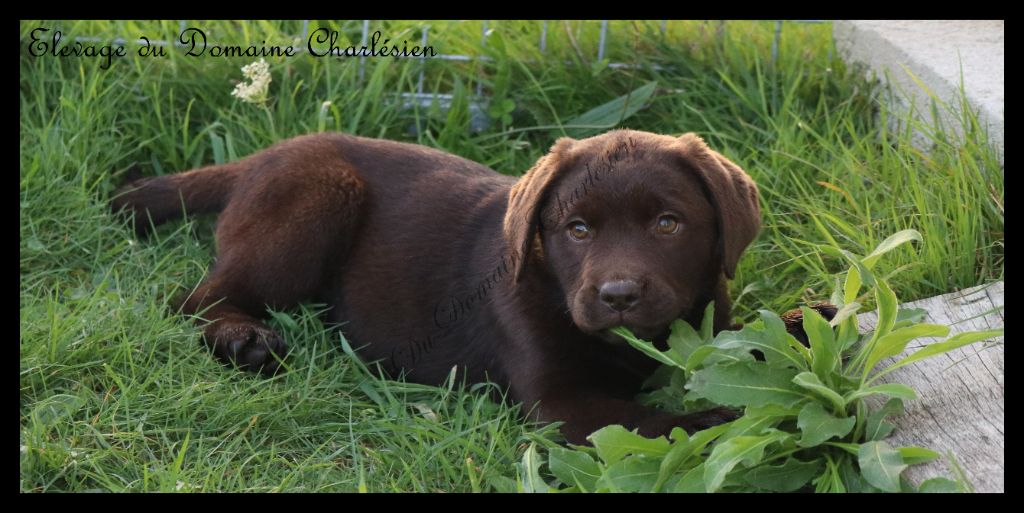 Chiot Labrador Retriever Du Domaine Charlésien