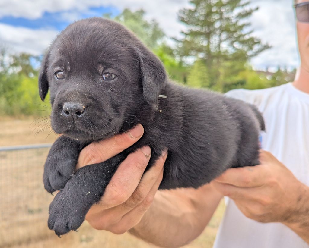 Du Domaine Charlésien - Chiots disponibles - Labrador Retriever