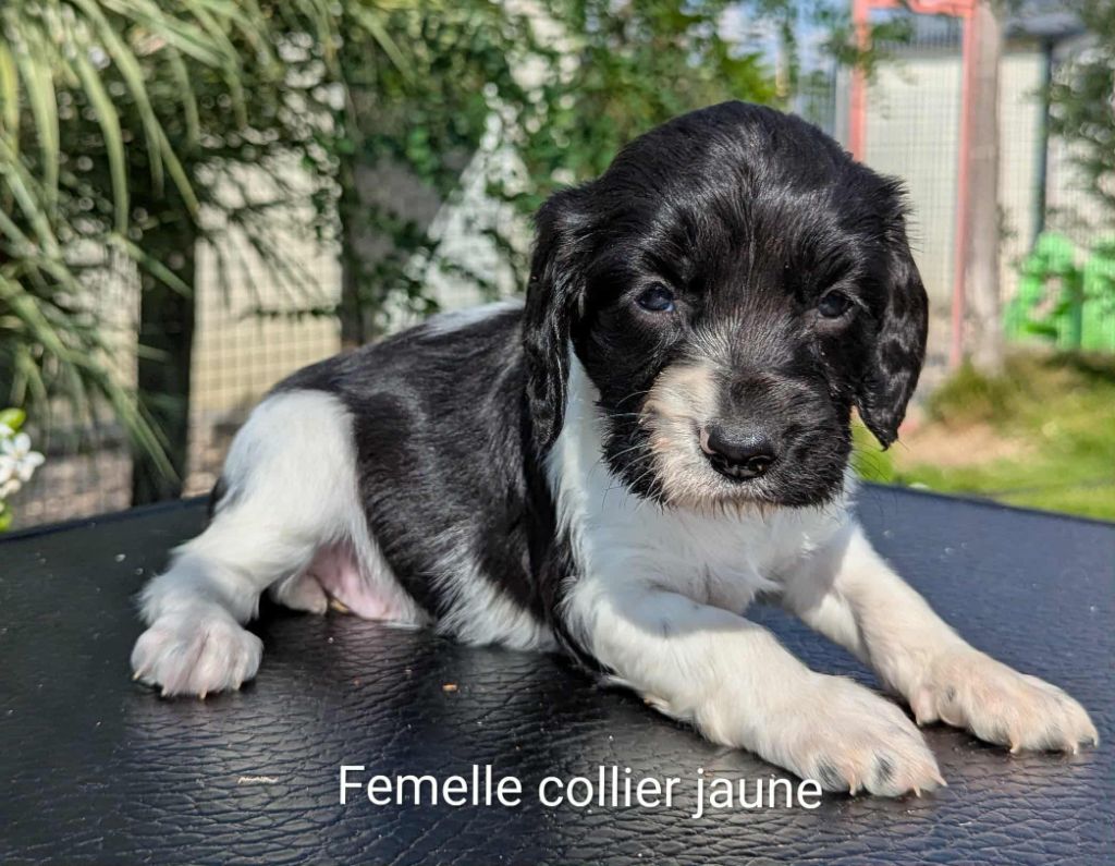 Du Domaine Charlésien - Chiots disponibles - English Springer Spaniel