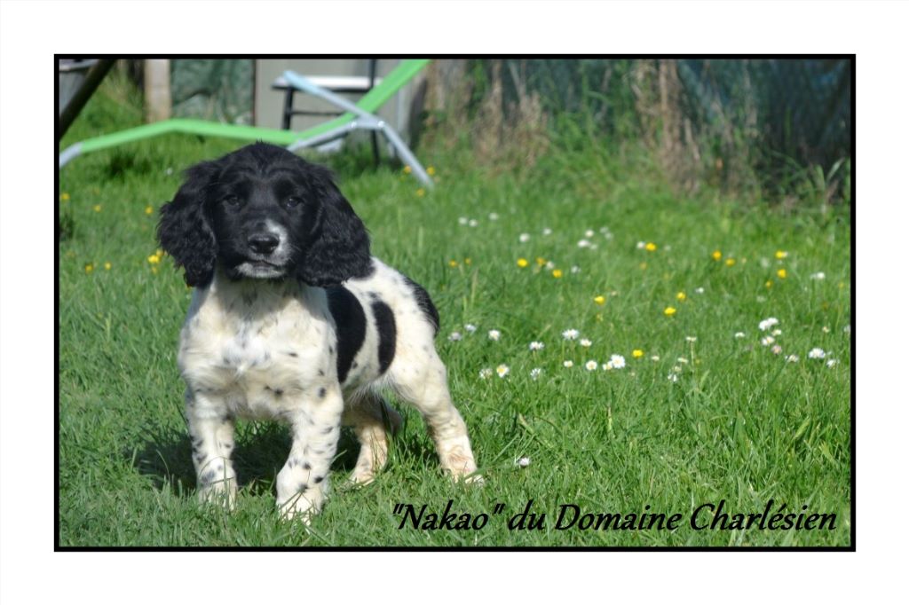 Chiot English Springer Spaniel Du Domaine Charlésien