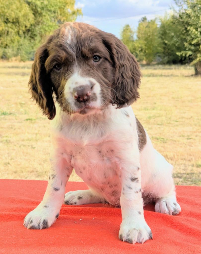 Du Domaine Charlésien - Chiots disponibles - English Springer Spaniel