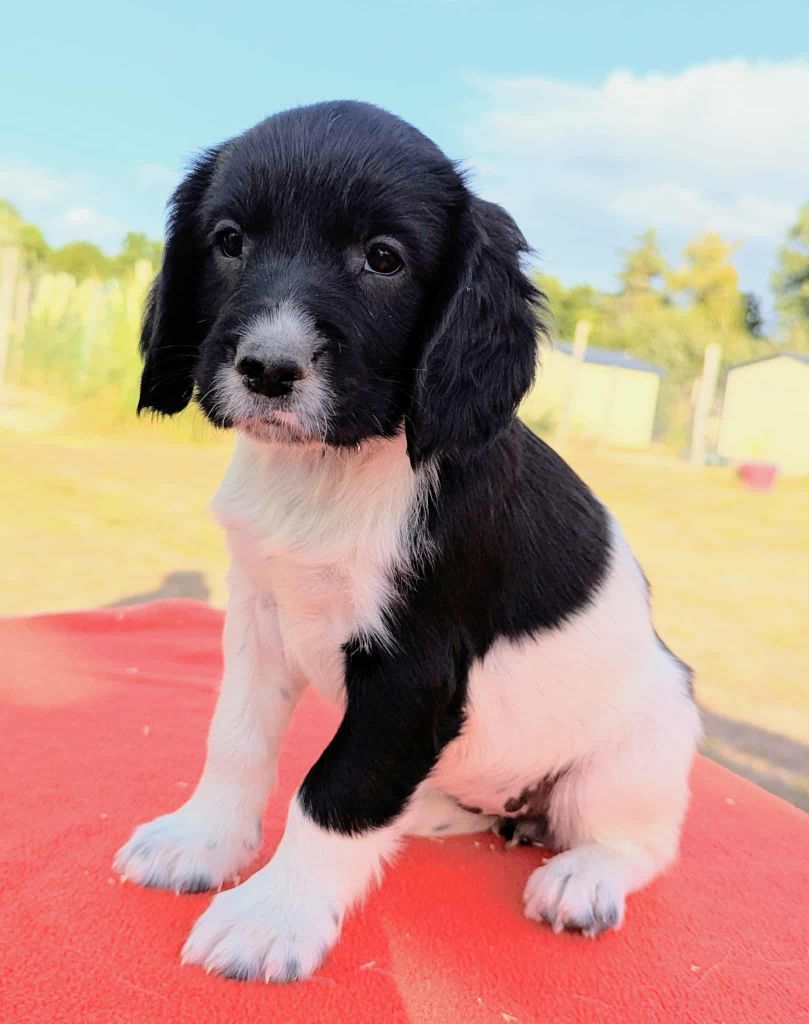 Du Domaine Charlésien - Chiots disponibles - English Springer Spaniel