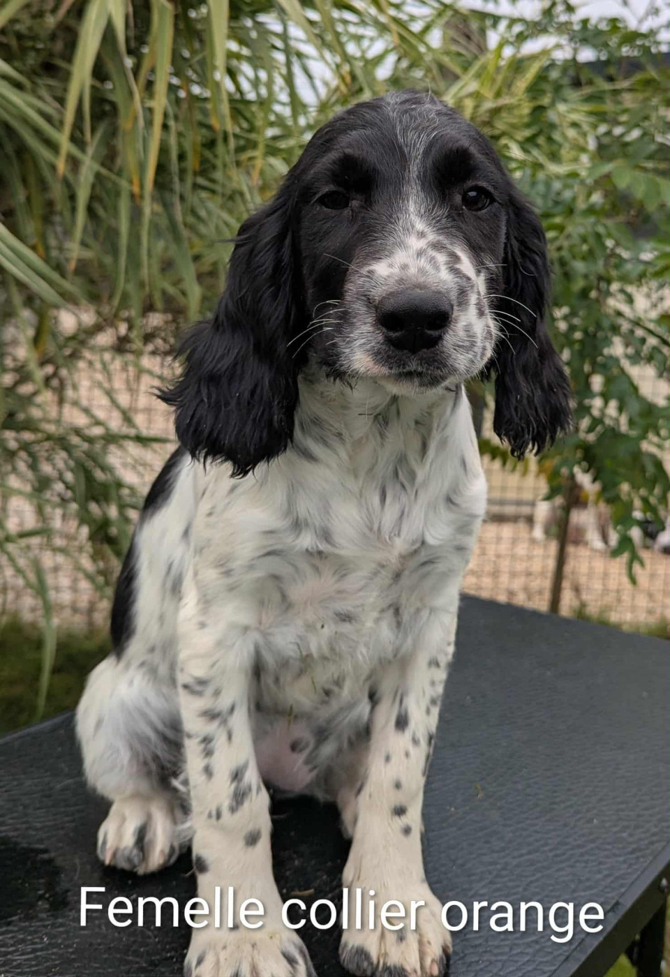 Du Domaine Charlésien - Chiots disponibles - English Springer Spaniel
