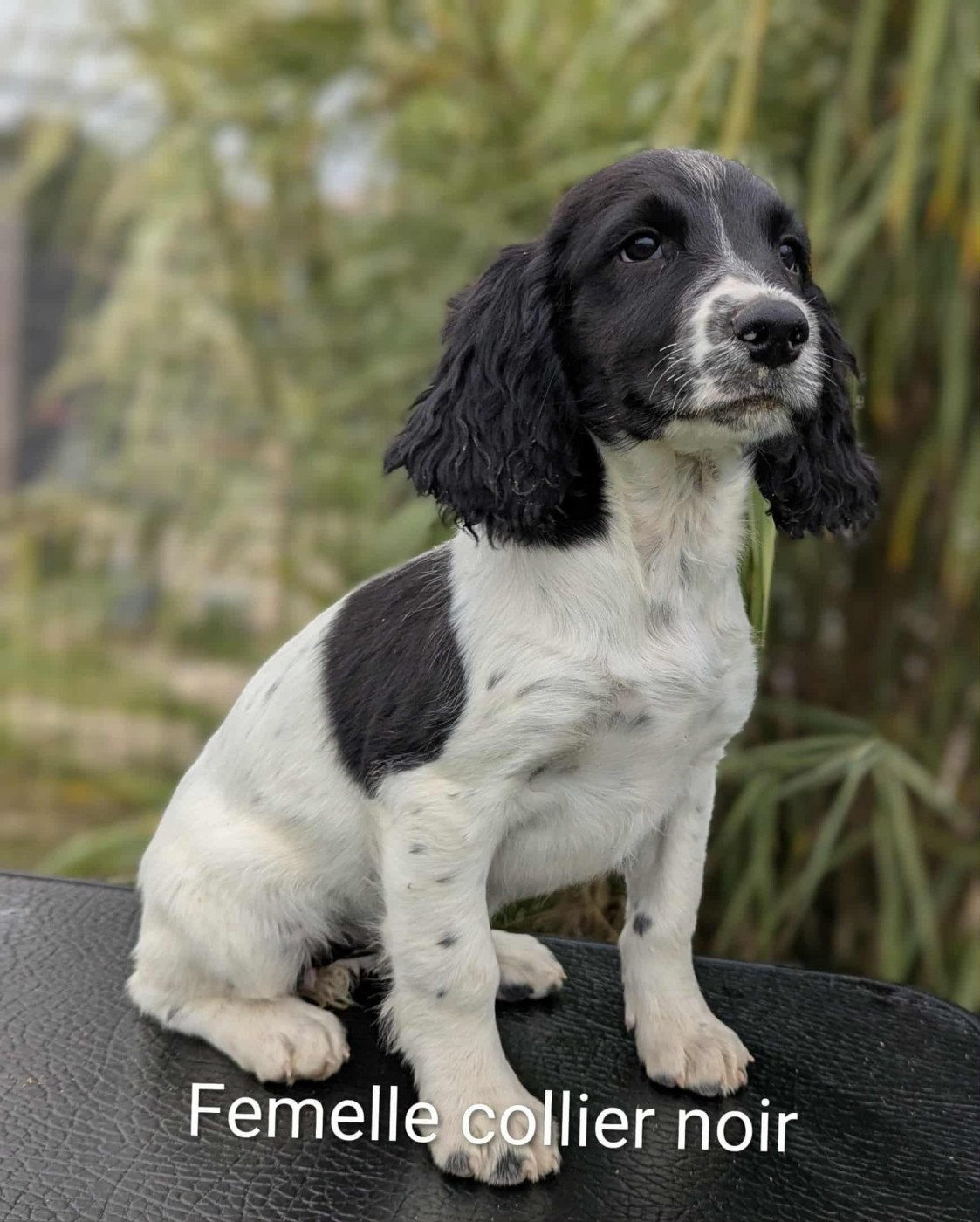 Chiot English Springer Spaniel Du Domaine Charlésien