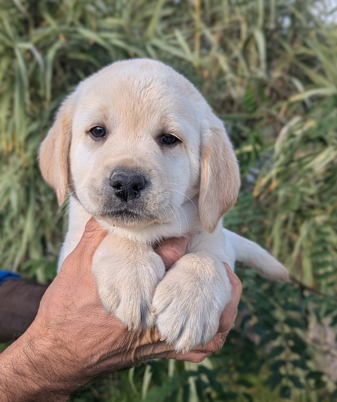 Anaya du Domaine Charlésien
