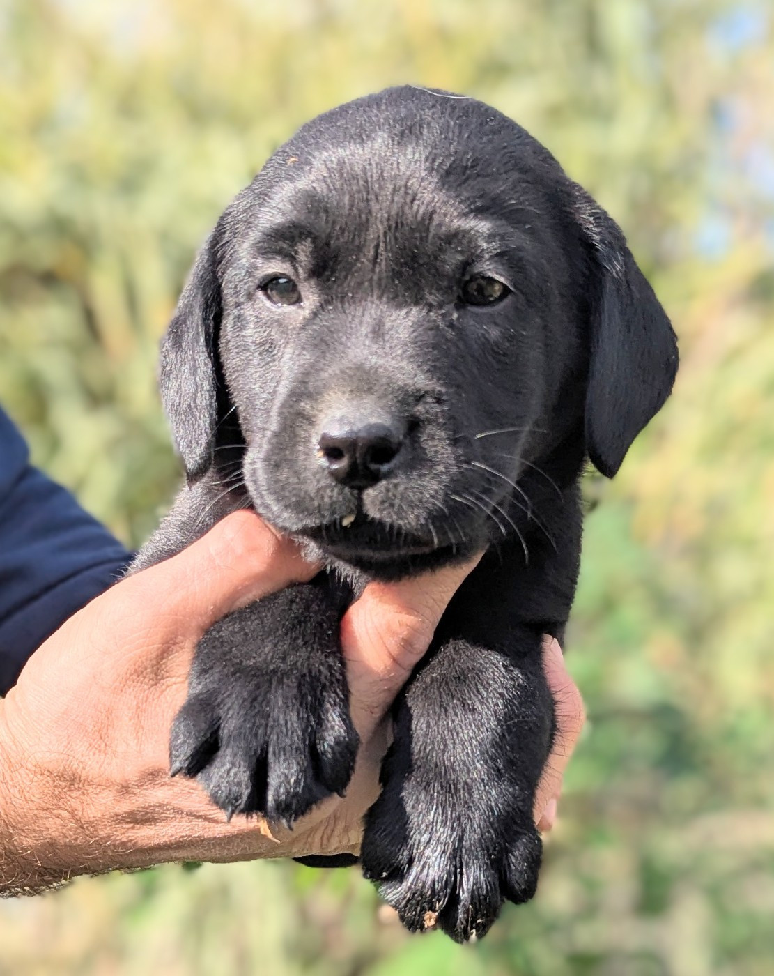 Du Domaine Charlésien - Chiots disponibles - Labrador Retriever