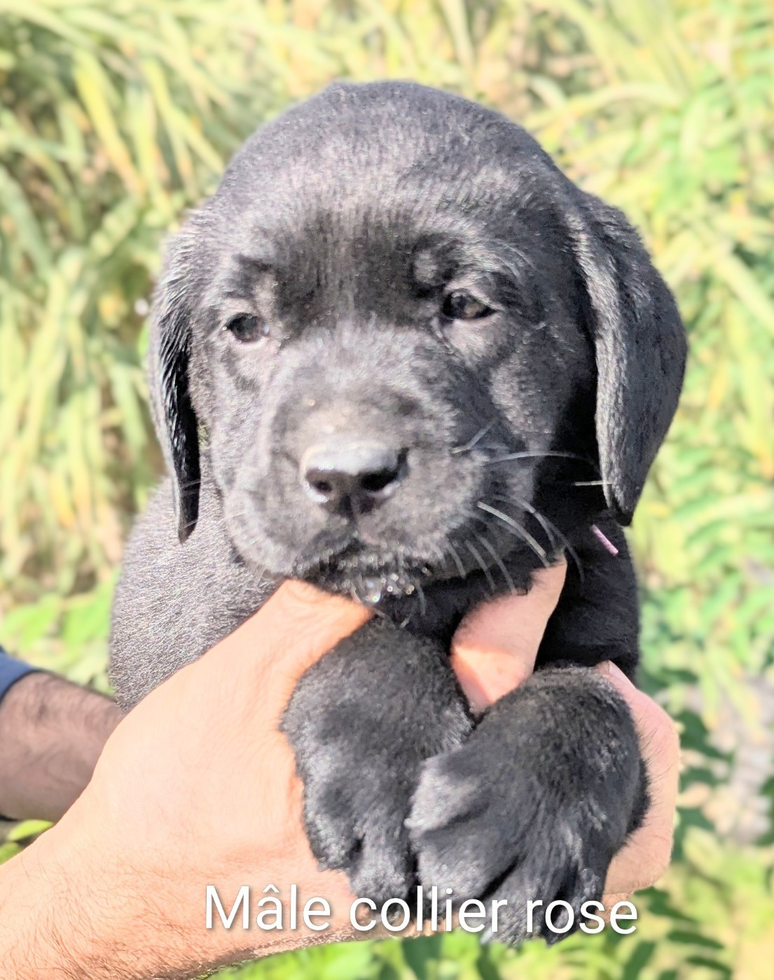 Du Domaine Charlésien - Chiots disponibles - Labrador Retriever