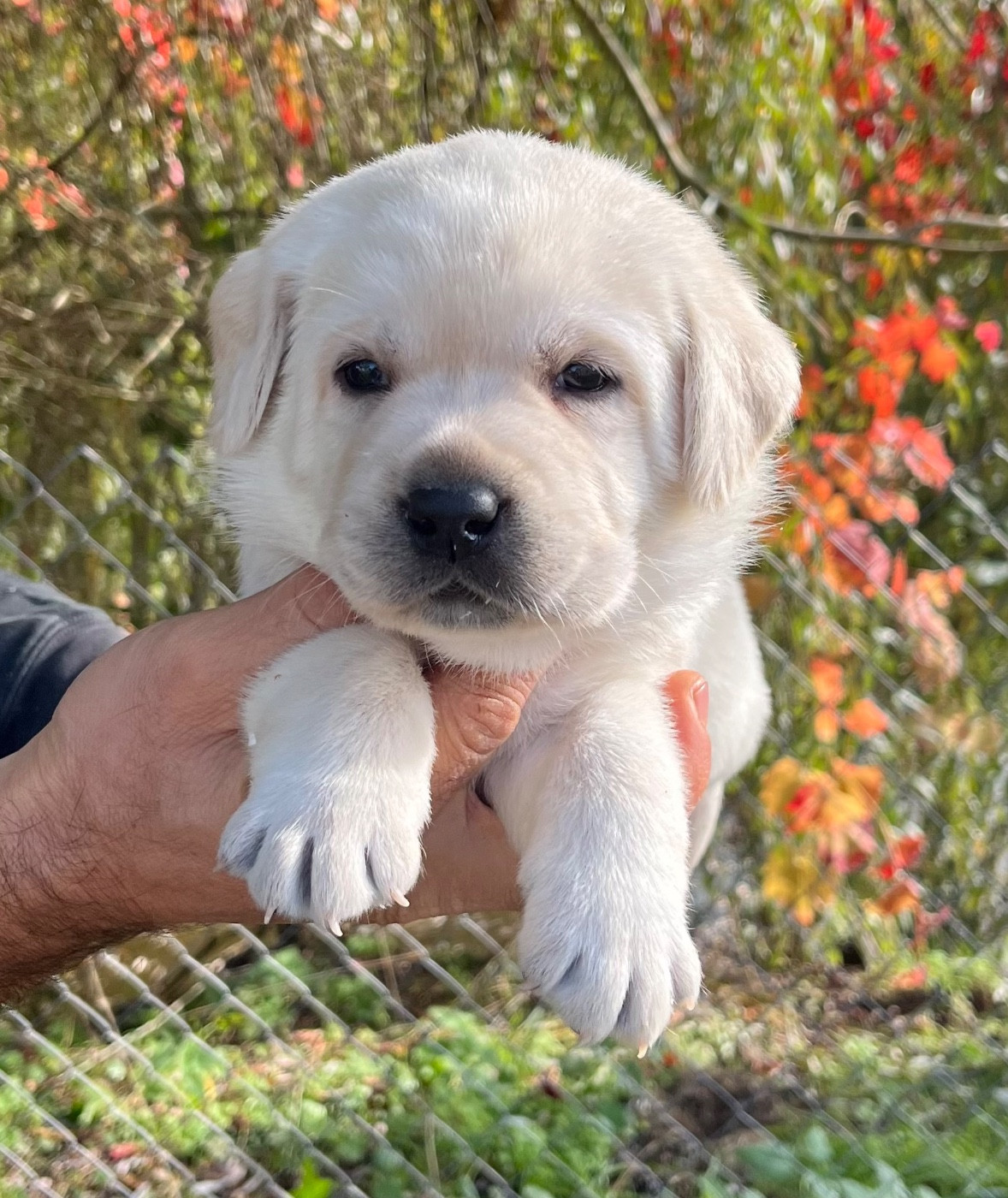 Du Domaine Charlésien - Chiots disponibles - Labrador Retriever