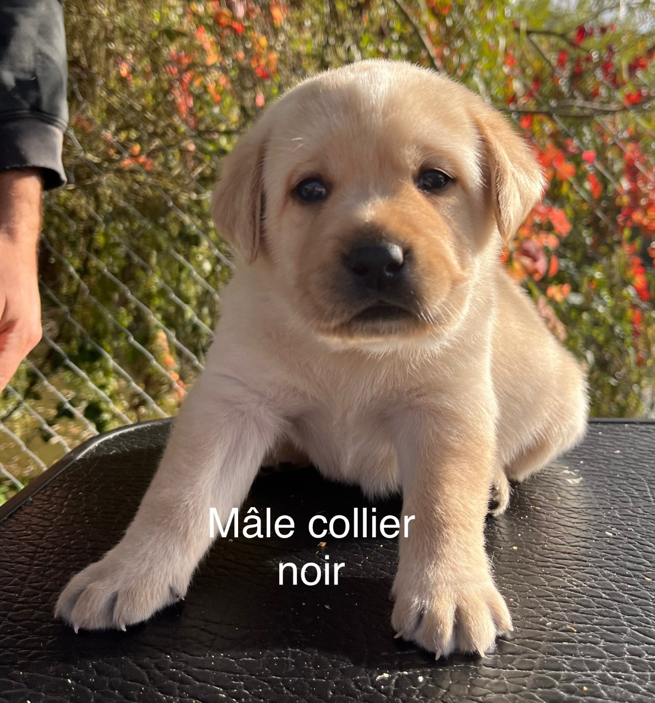 Du Domaine Charlésien - Chiots disponibles - Labrador Retriever