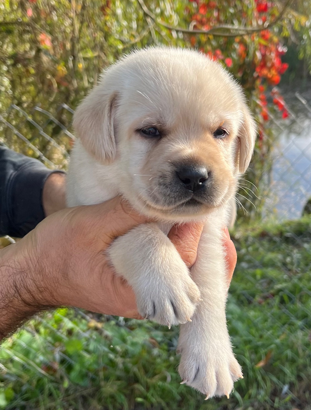 Du Domaine Charlésien - Chiots disponibles - Labrador Retriever