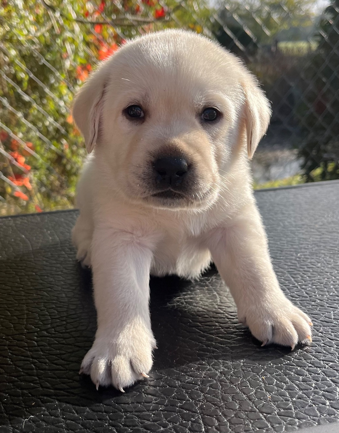 Du Domaine Charlésien - Chiots disponibles - Labrador Retriever