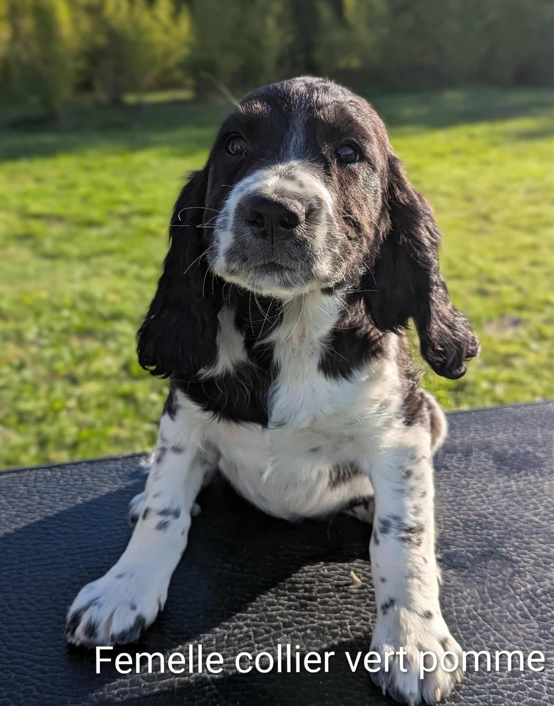 Du Domaine Charlésien - Chiots disponibles - English Springer Spaniel