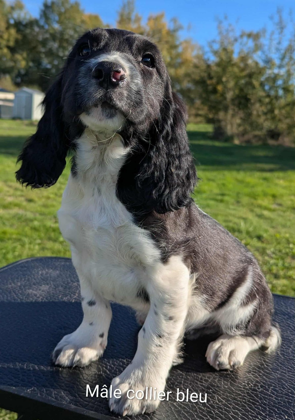 Du Domaine Charlésien - Chiots disponibles - English Springer Spaniel