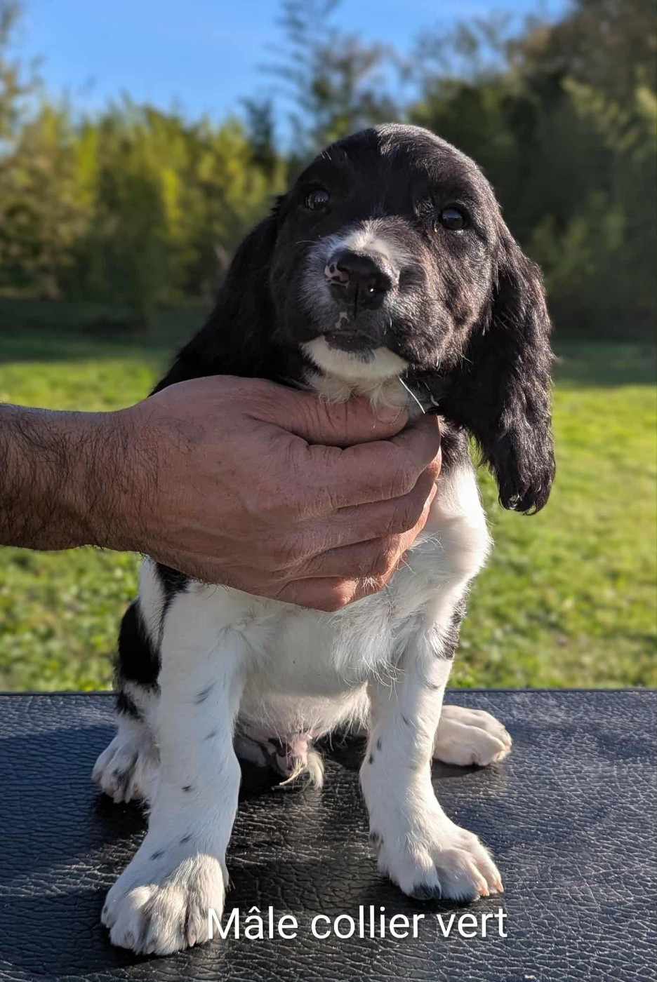 Du Domaine Charlésien - Chiots disponibles - English Springer Spaniel